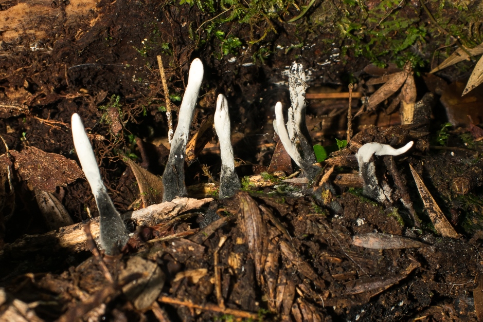 Xylaria sp.