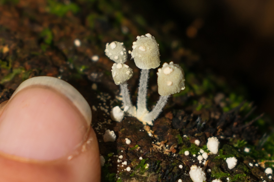 Mycena sp.