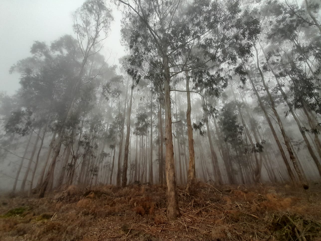 Cogumelo Russula sardonia no Brasil Neblina na Serra Gaúcha
