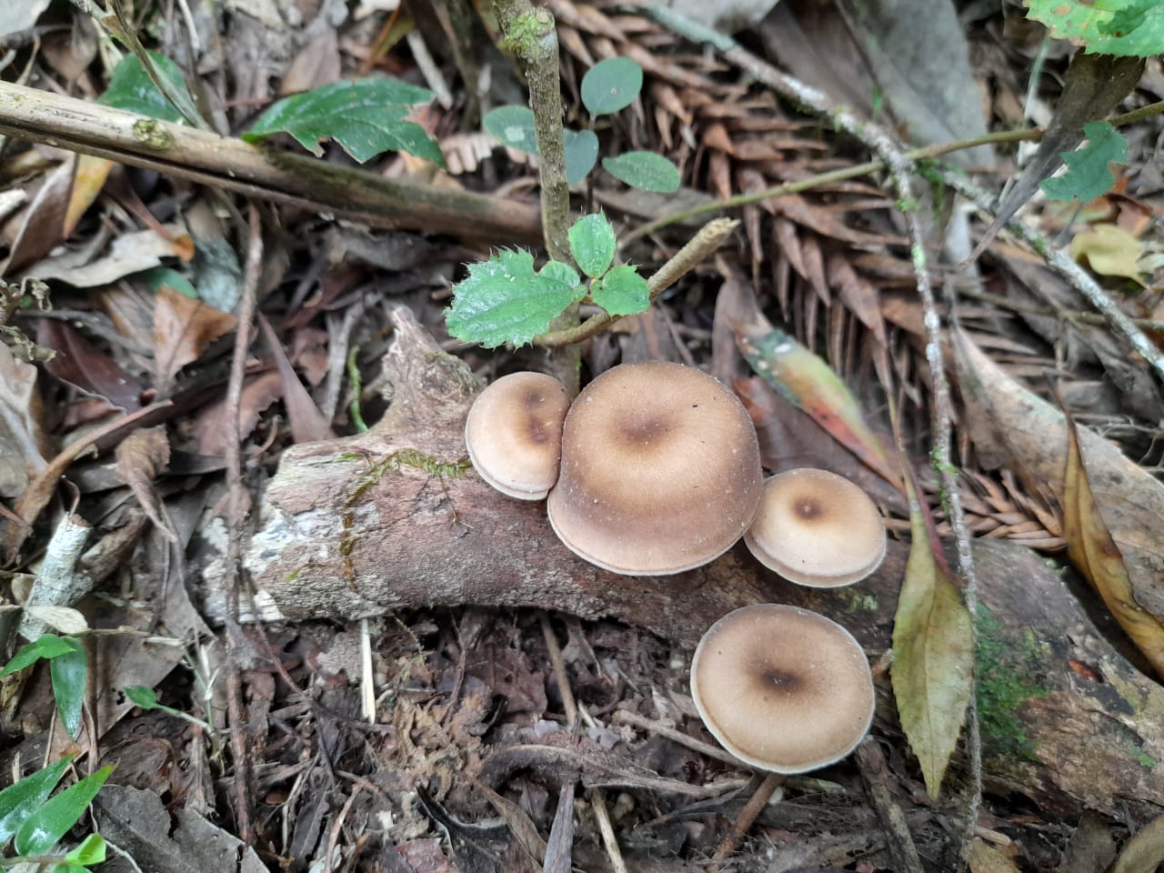 Cogumelo Russula sardonia no Brasil Cogumelos Lentinus sp.