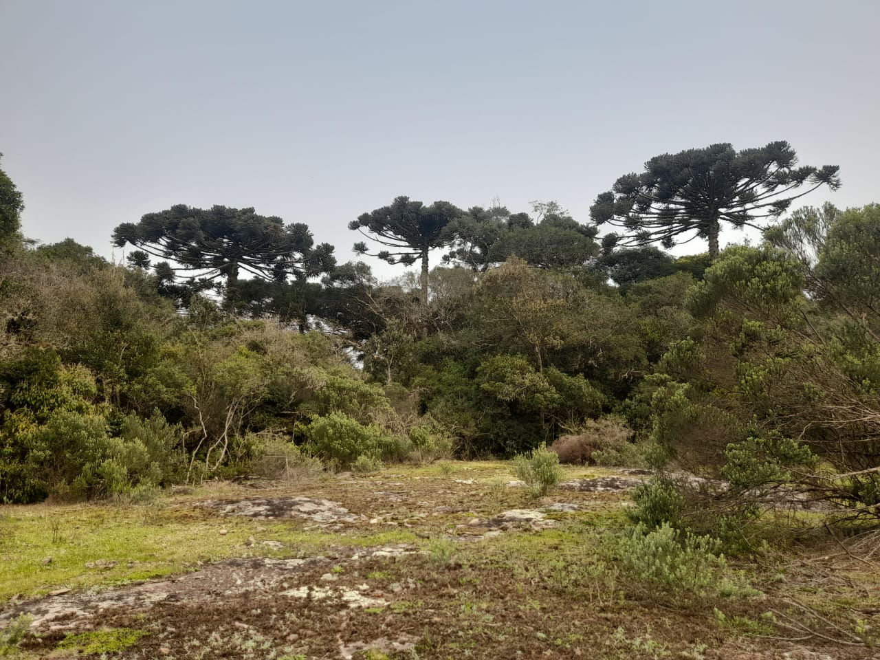 Cogumelo Russula sardonia no Brasil Trilhando na Serra Gaúcha