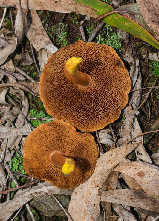 Cogumelo Russula sardonia no Brasil Chalciporus piperatus