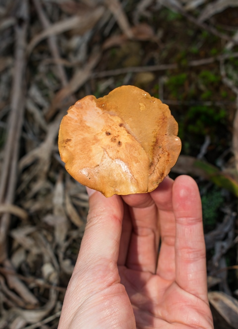 Cogumelo Russula sardonia no Brasil Chalciporus piperatus