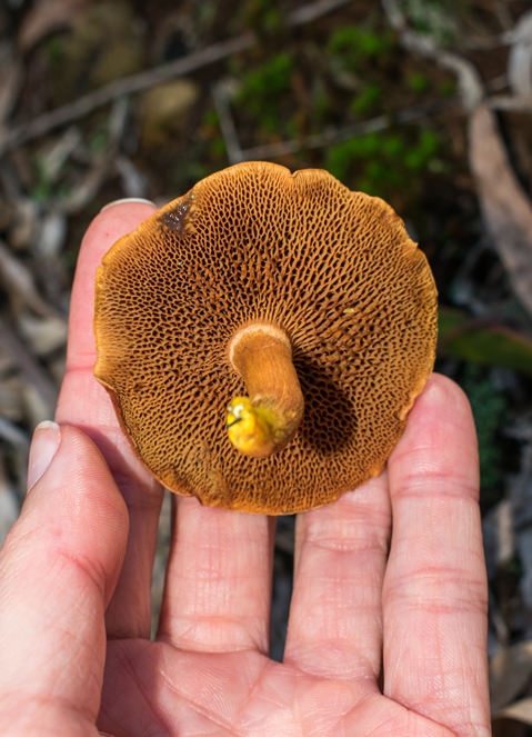 Cogumelo Russula sardonia no Brasil Chalciporus piperatus