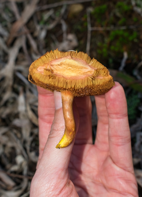 Cogumelo Russula sardonia no Brasil Chalciporus piperatus