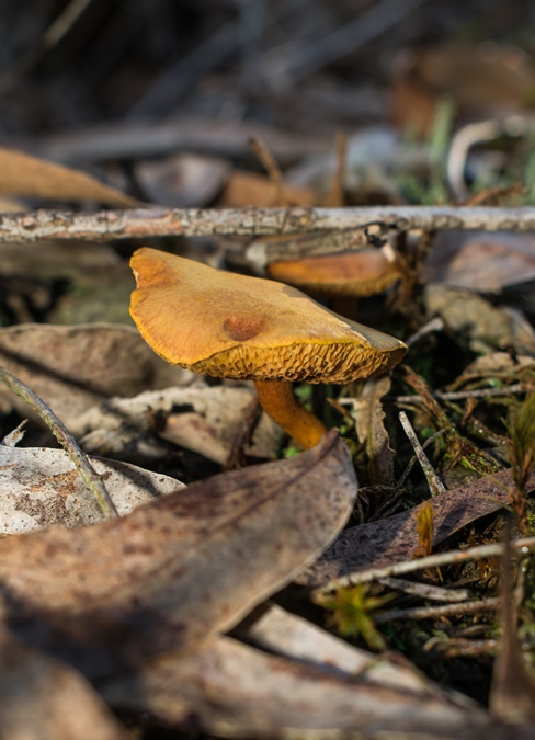 Cogumelo Russula sardonia no Brasil Chalciporus piperatus