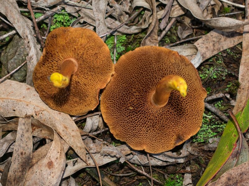 Chalciporus piperatus | Cogumelo boleto apimentado