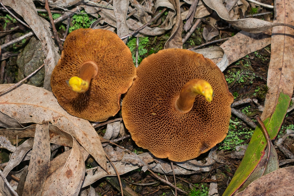Chalciporus piperatus | Cogumelo boleto apimentado