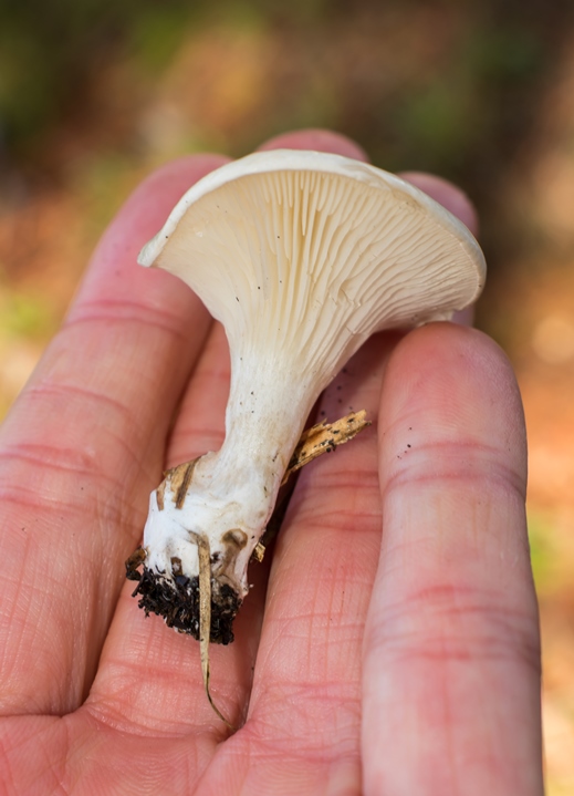 Cogumelo Clitopilus sp.