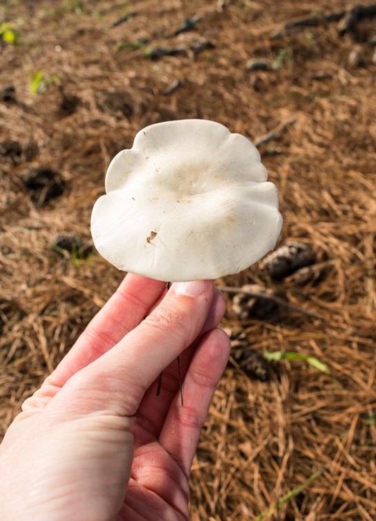 Cogumelo Clitopilus sp.