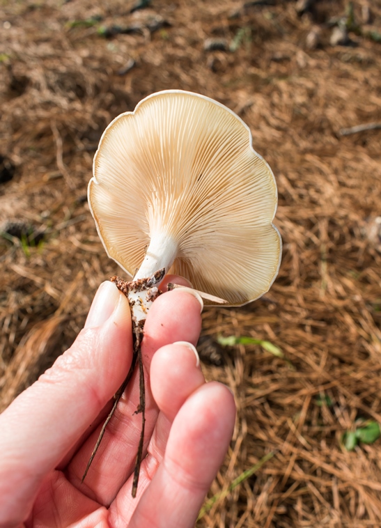 Cogumelo Clitopilus sp.