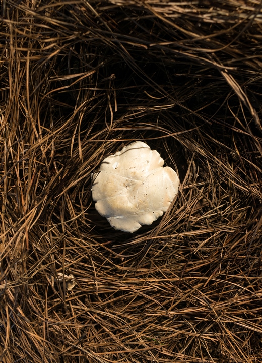 Cogumelo Clitopilus sp.