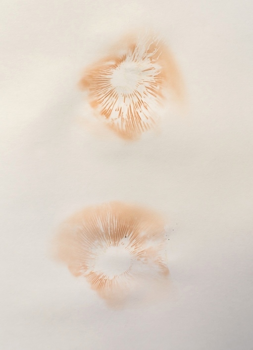 Cogumelo Clitopilus sp. esporada