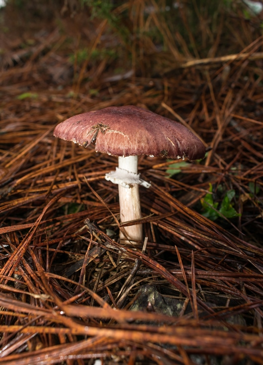 Stropharia rugosoannulata