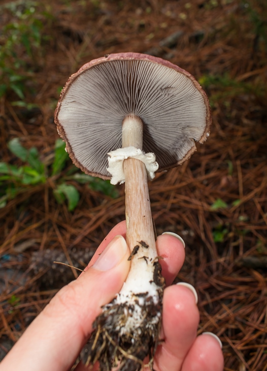 Stropharia rugosoannulata