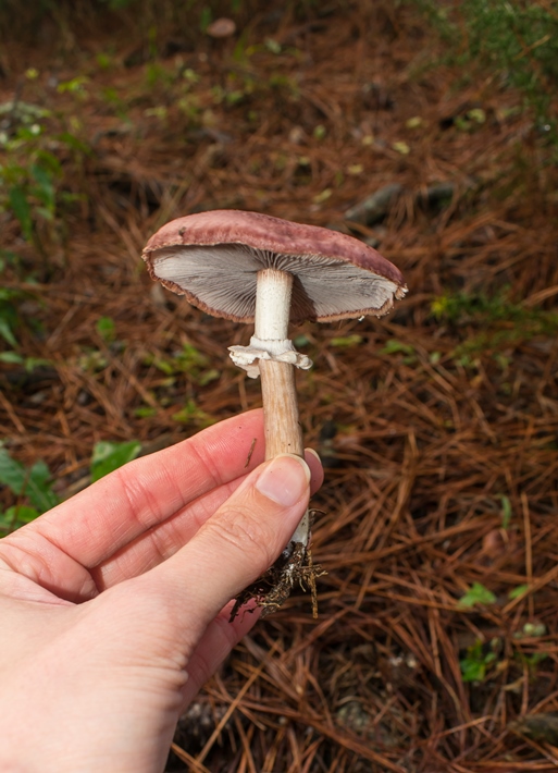 Stropharia rugosoannulata