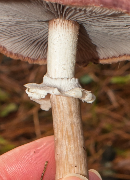 Stropharia rugosoannulata