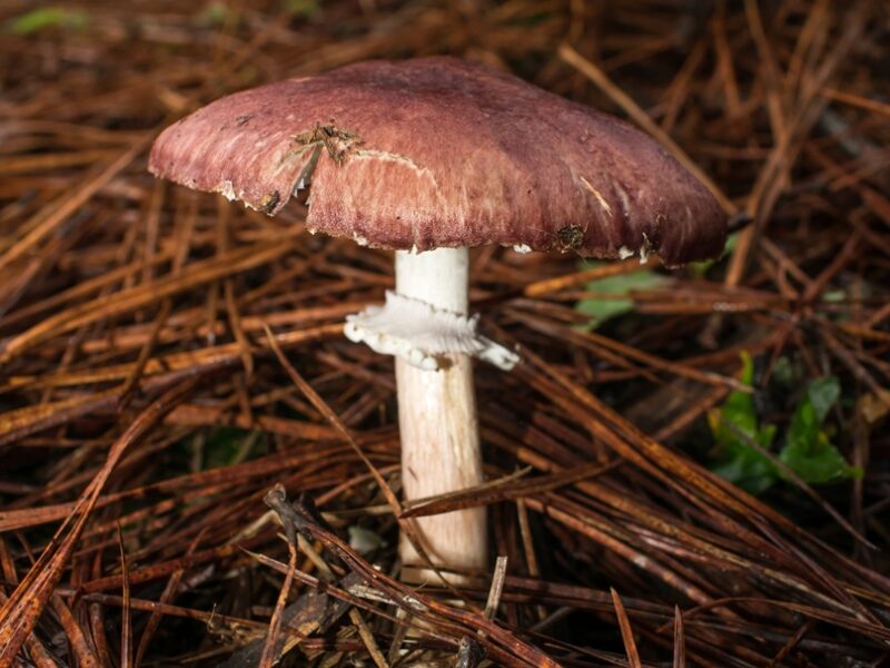 Stropharia rugosoannulata