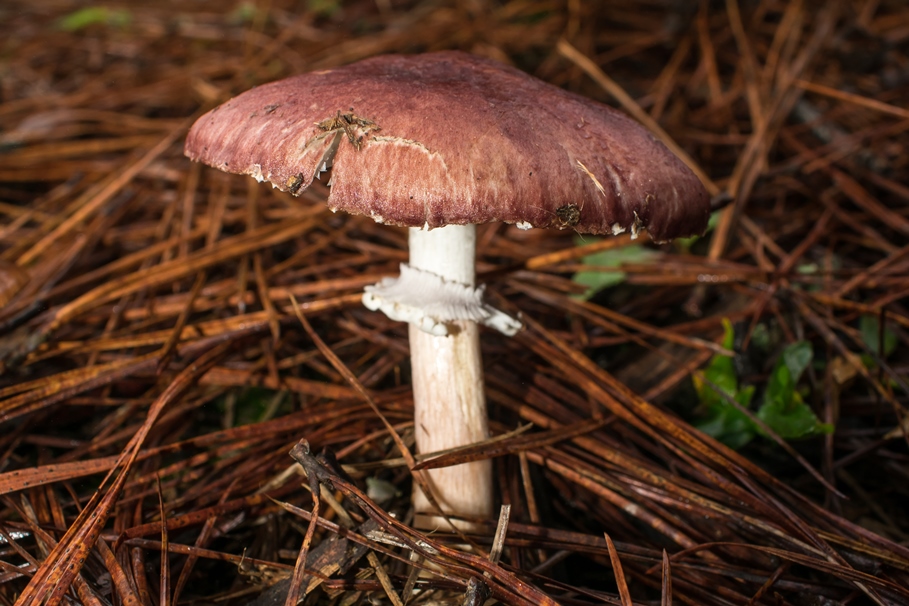 Stropharia rugosoannulata | Cogumelo selvagem comestível