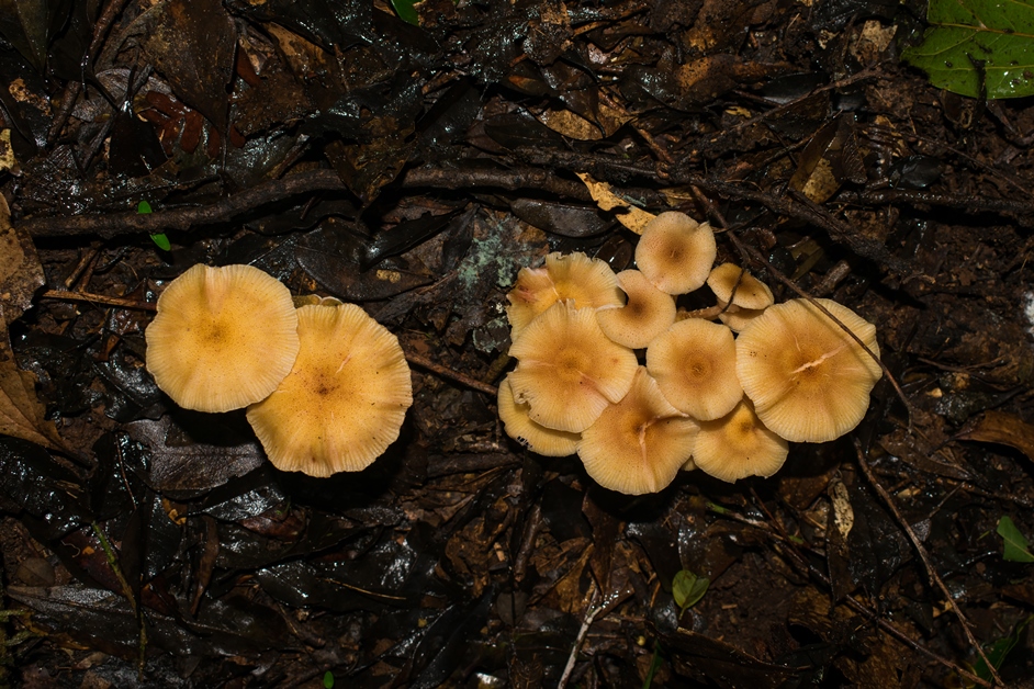 Armillaria puiggarii