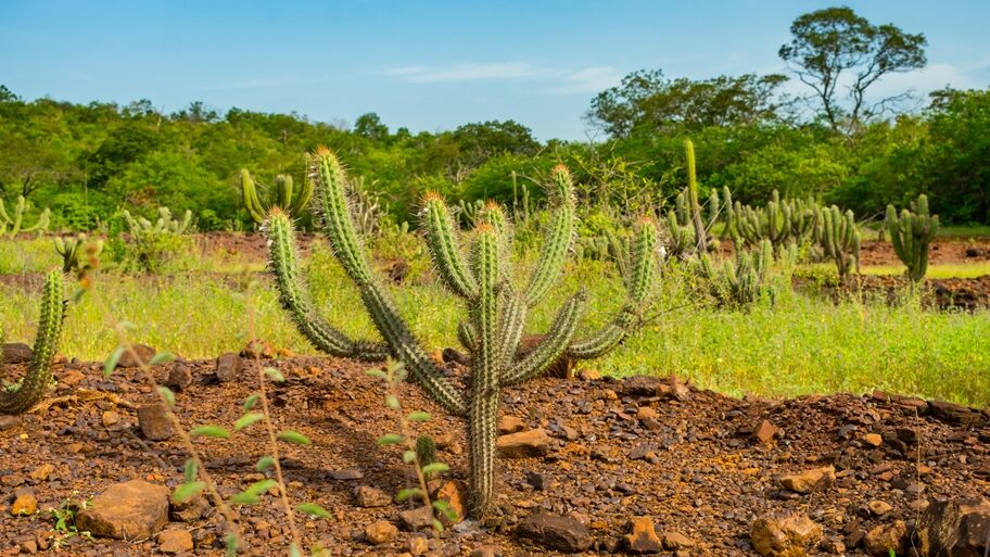 Cactos no Piauí