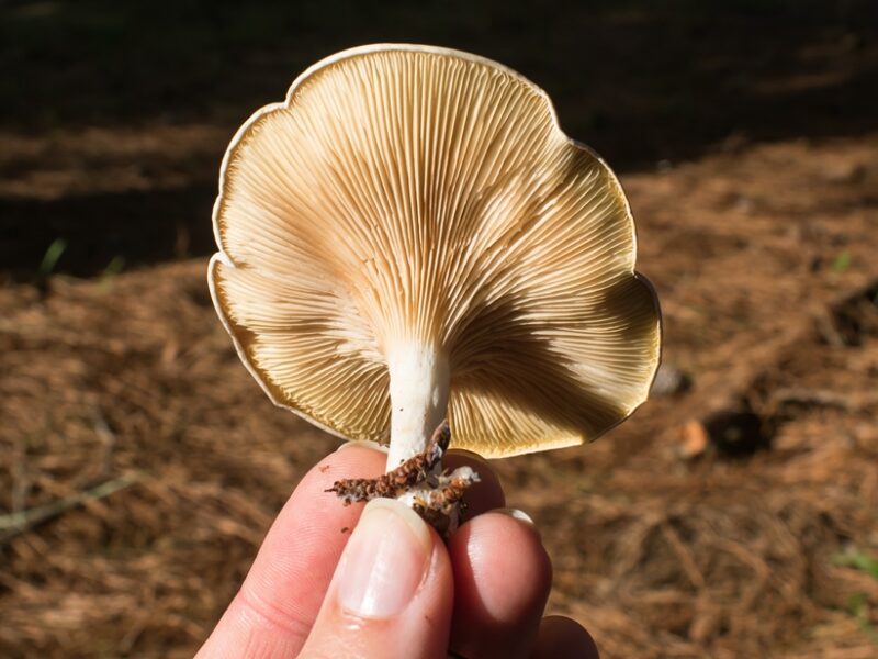 Cogumelo do gênero Clitopilus na Serra Gaúcha