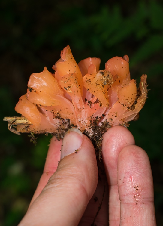 Dacryopinax