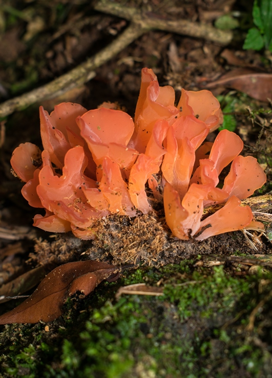 Dacryopinax