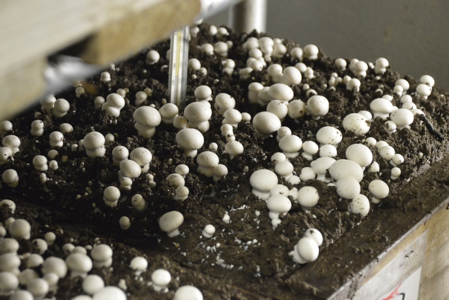 Cultivo de Champignon de Paris