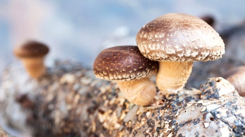 Cultivo de cogumelo shiitake