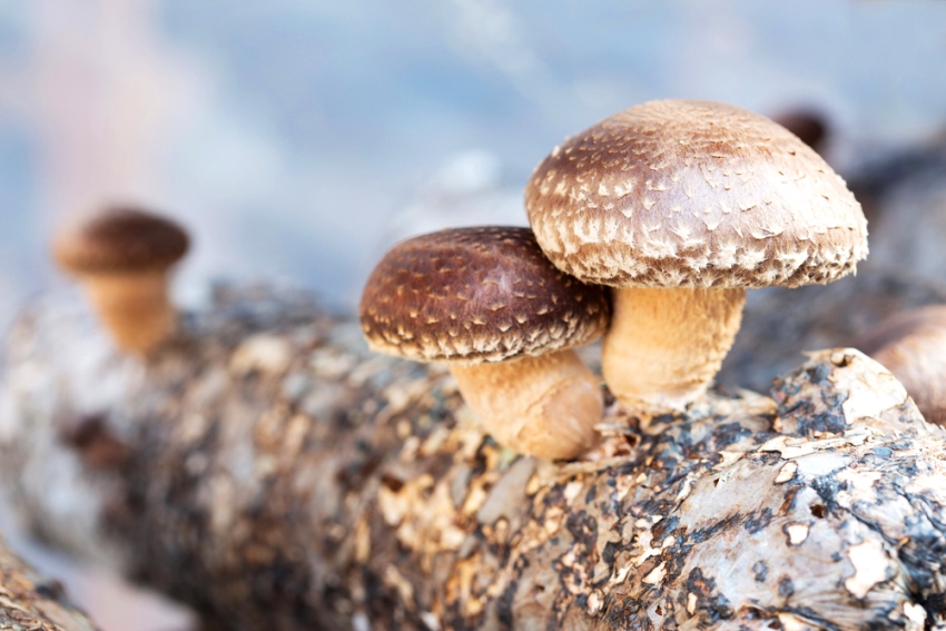 Cultivo de cogumelo shiitake