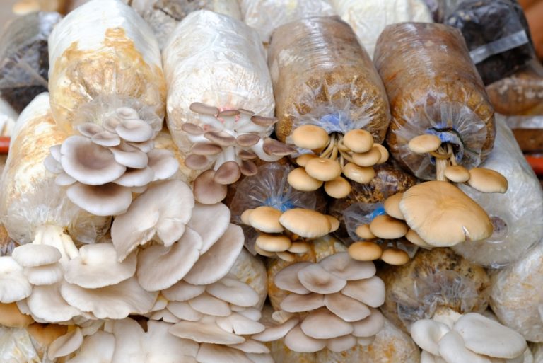 Cursos Presenciais de Cultivo de Cogumelos no Brasil