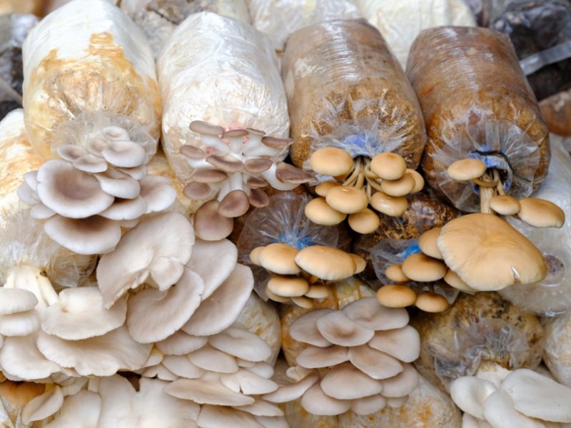 Cursos Presenciais de Cultivo de Cogumelos no Brasil