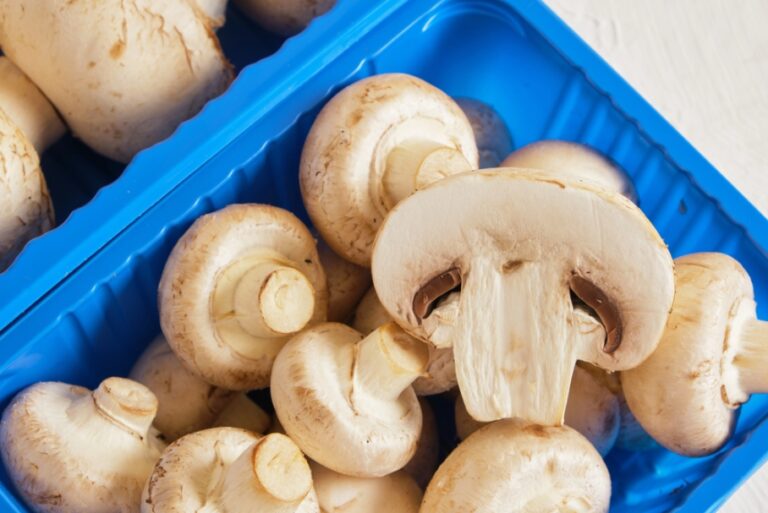 Produtores de Cogumelos no Rio Grande do Sul