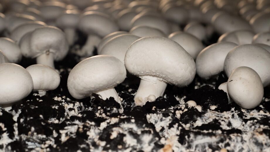 Cogumelo Russula sardonia no Brasil Produção de champignon de Paris
