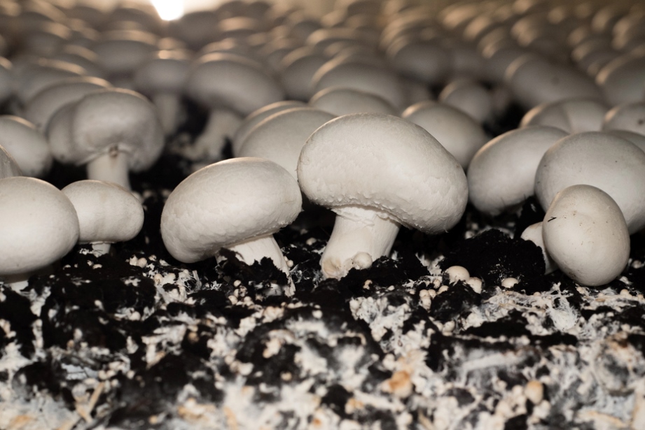 Produtores de cogumelos no Espírito Santo