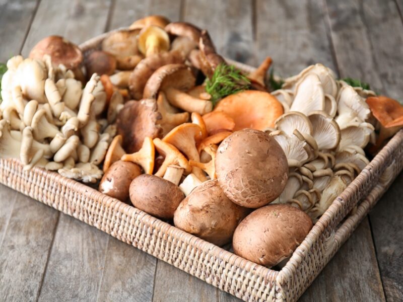 Produtores de Cogumelos em Santa Catarina
