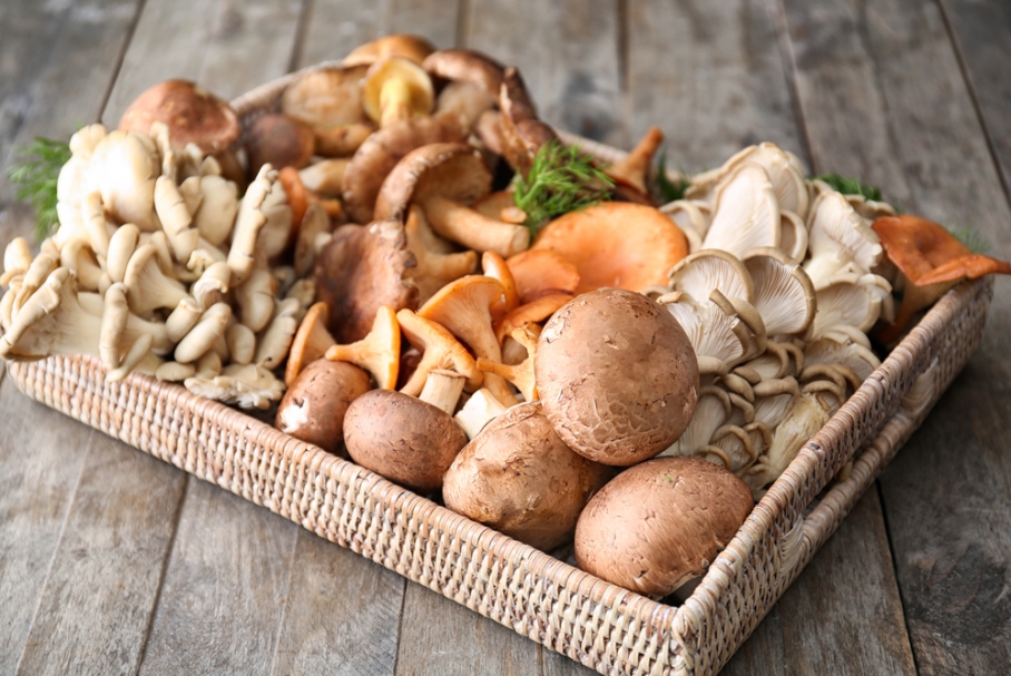 Produtores de Cogumelos em Santa Catarina