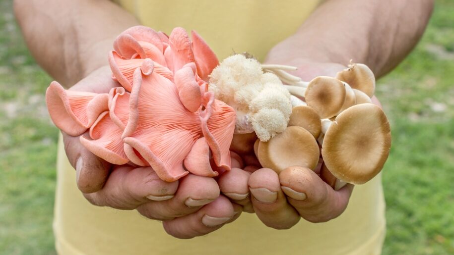 Produção de cogumelos no Paraná