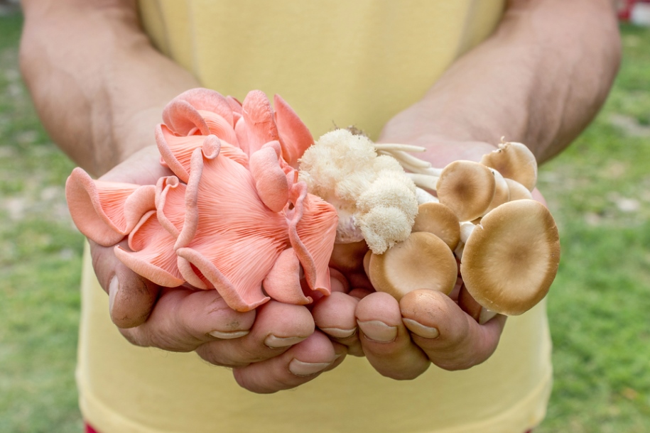 Produtores de cogumelos no Paraná | Fungicultura