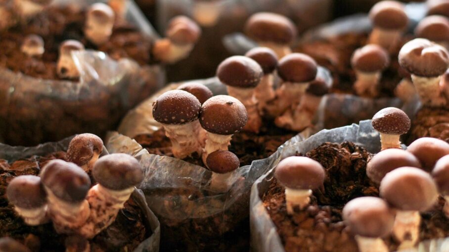 Cultivo de Shiitake