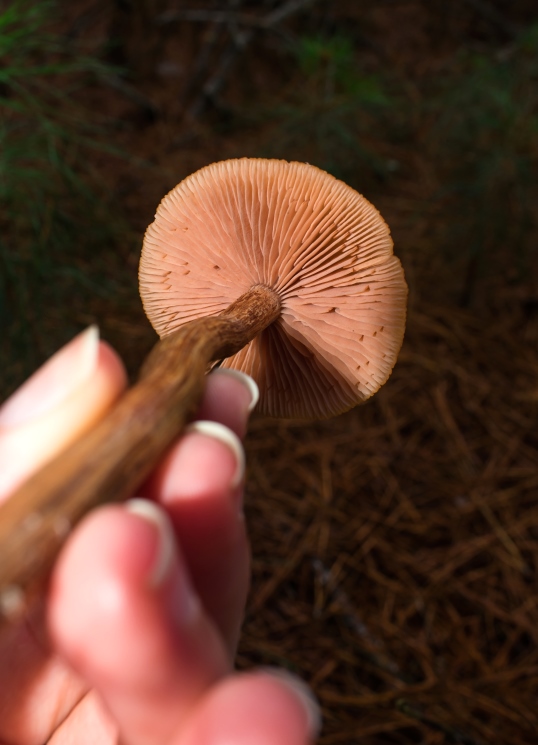 Laccaria laccata