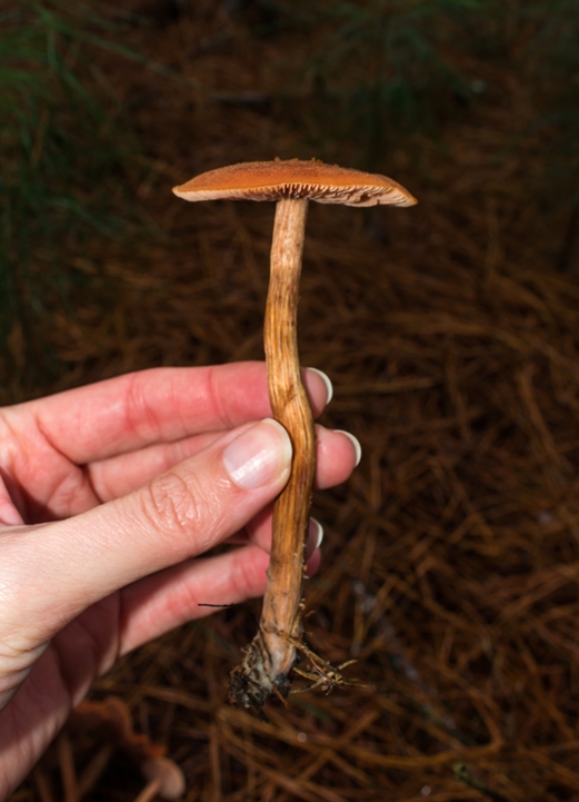 Laccaria laccata