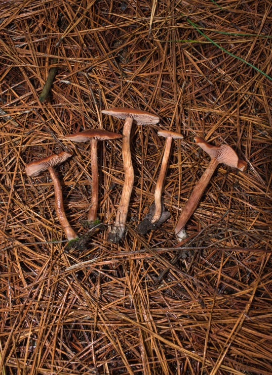 Laccaria laccata