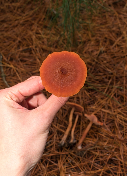 Laccaria laccata