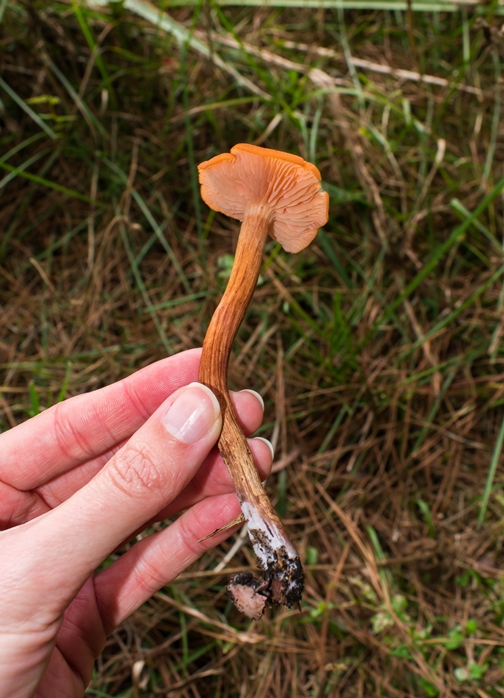 Laccaria laccata