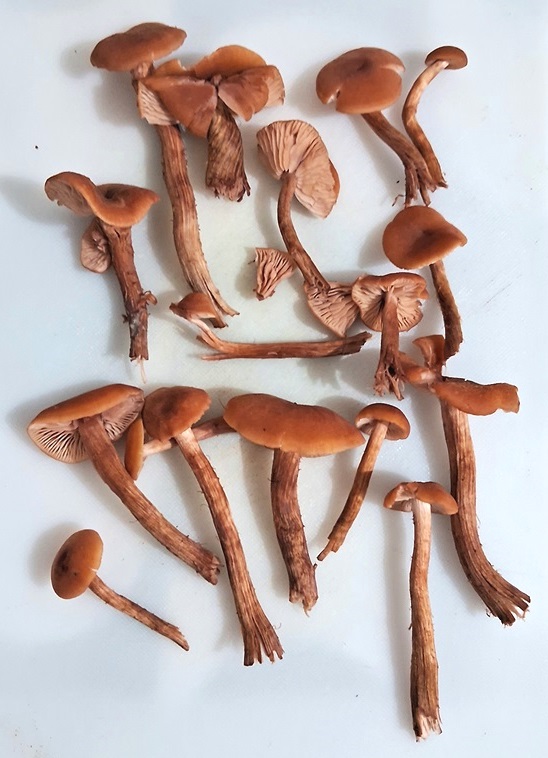 Laccaria laccata, cogumelo comestível