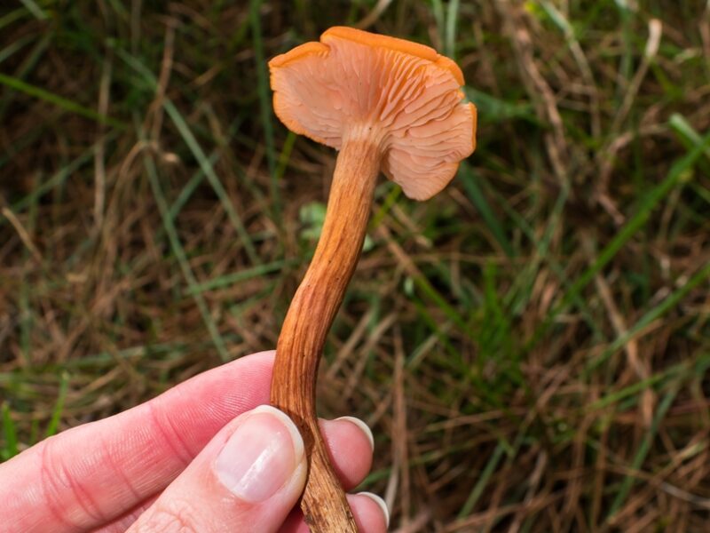 Laccaria laccata