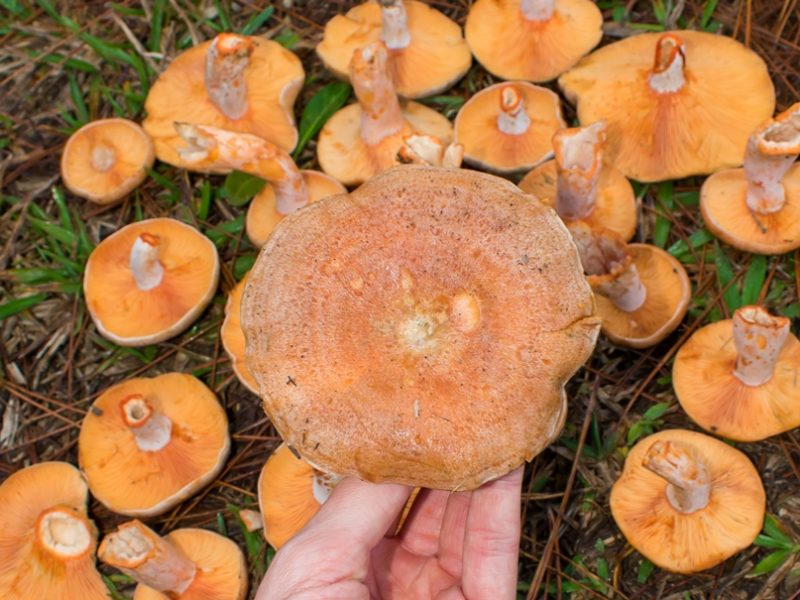 Cogumelos laranjas na natureza | Fotos e informações