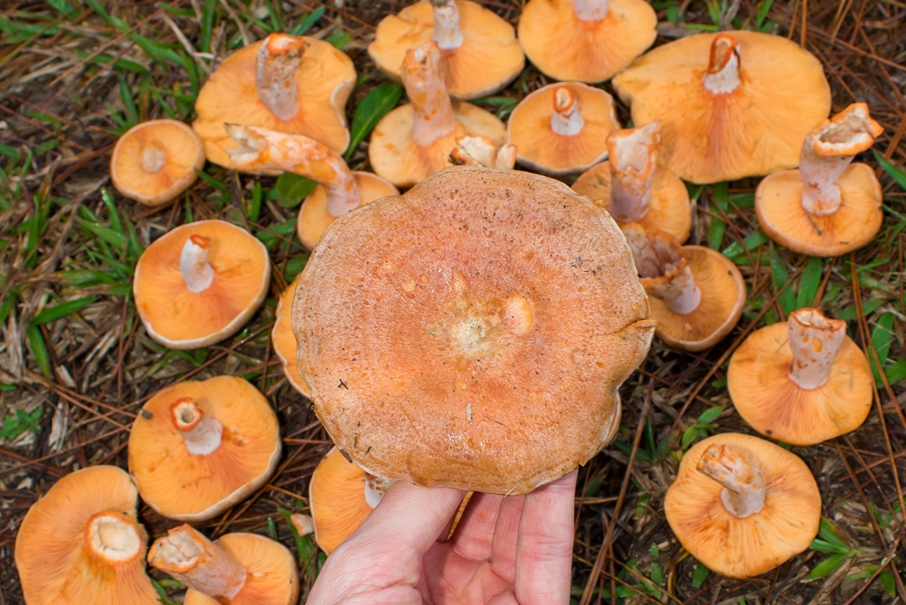 Cogumelos laranjas na natureza | Fotos e informações